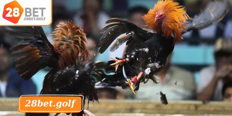 Hướng dẫn các bước tham gia chơi đá gà tại 28BET