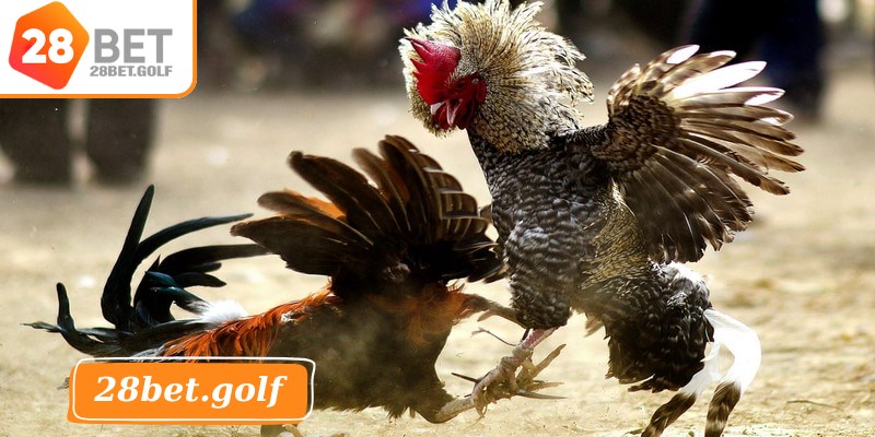 Ưu điểm tạo nên sự hấp dẫn tại sảnh đá gà 28BET